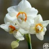 Heirloom Roses Abba Hot