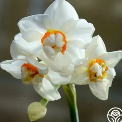 Heirloom Roses Abba Hot