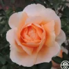 Heirloom Roses Abbaye de Cluny® Sale