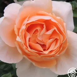 Heirloom Roses Abbaye de Cluny® Sale
