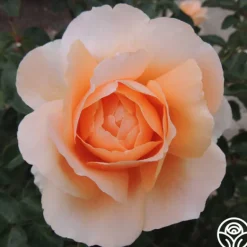 Heirloom Roses Abbaye de Cluny® Sale