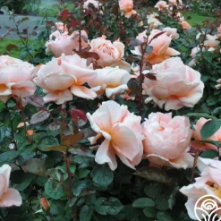 Heirloom Roses Abbaye de Cluny® Sale