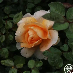 Heirloom Roses Abbaye de Cluny® Sale