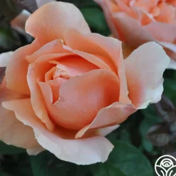 Heirloom Roses Abbaye de Cluny® Sale