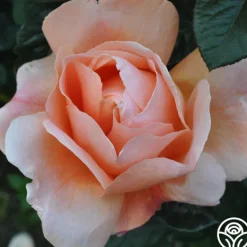 Heirloom Roses Abbaye de Cluny® Sale