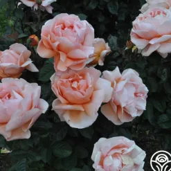 Heirloom Roses Abbaye de Cluny® Sale
