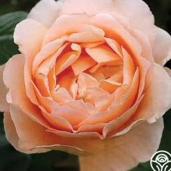 Heirloom Roses Abbaye de Cluny® Sale