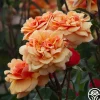 Heirloom Roses About Face™ New