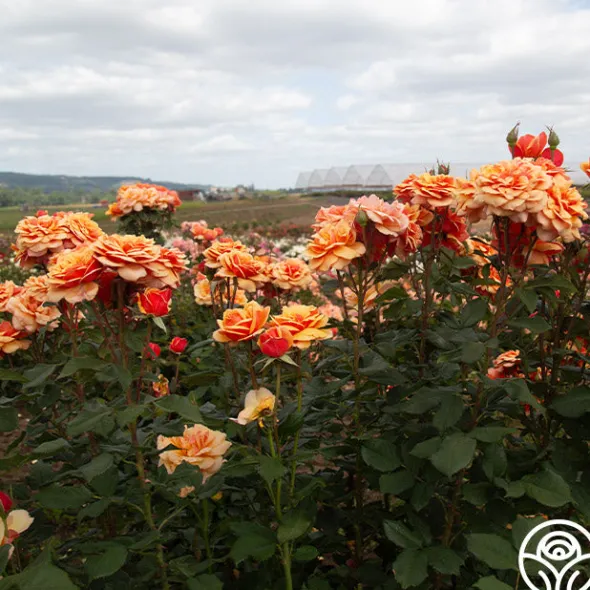 Heirloom Roses About Face™ New