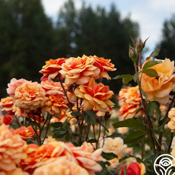 Heirloom Roses About Face™ New
