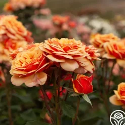 Heirloom Roses About Face™ New