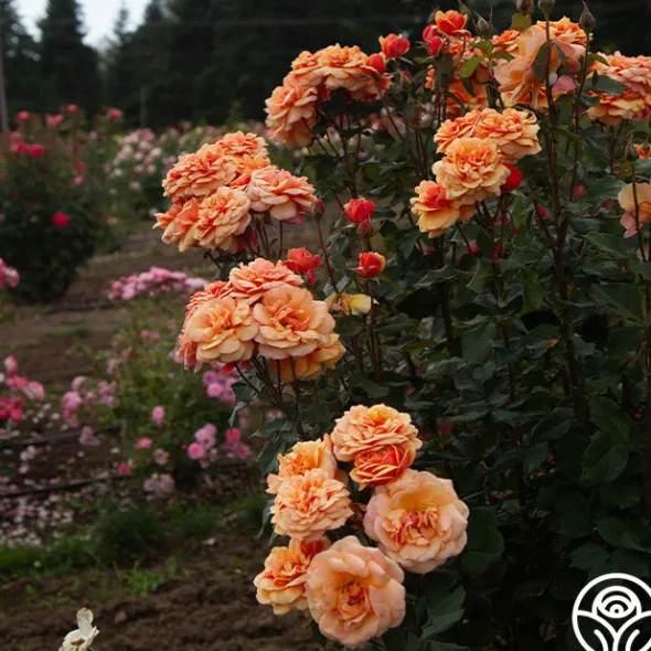 Heirloom Roses About Face™ New