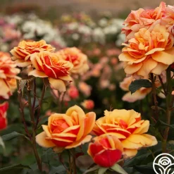 Heirloom Roses About Face™ New