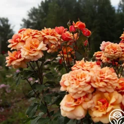 Heirloom Roses About Face™ New