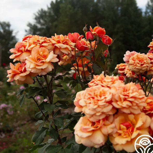 Heirloom Roses About Face™ New