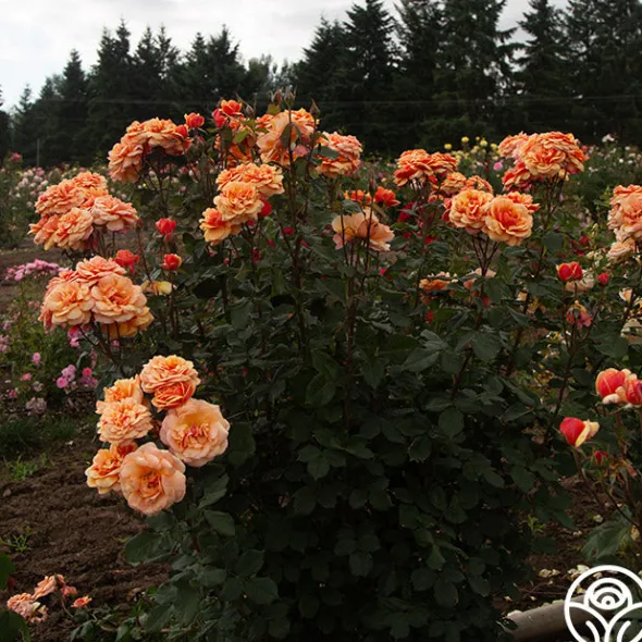 Heirloom Roses About Face™ New