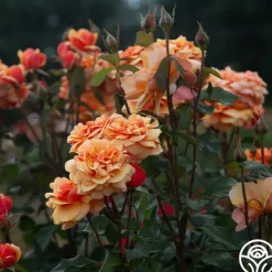 Heirloom Roses About Face™ New