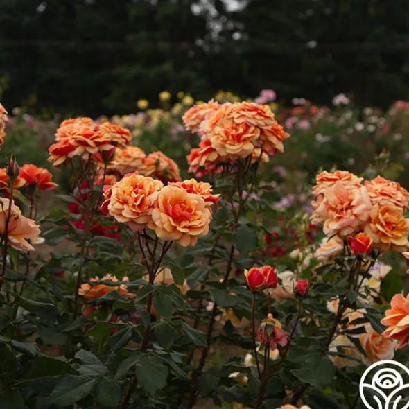 Heirloom Roses About Face™ New