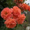 Heirloom Roses Above All™ New
