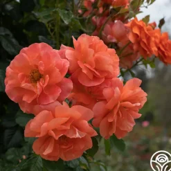 Heirloom Roses Above All™ New