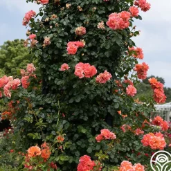 Heirloom Roses Above All™ New