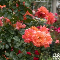 Heirloom Roses Above All™ New