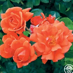 Heirloom Roses Above All™ New