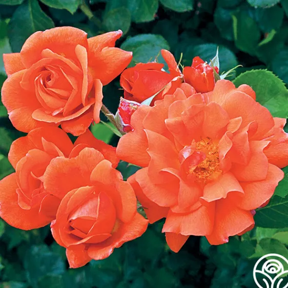 Heirloom Roses Above All™ New