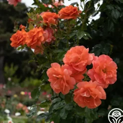 Heirloom Roses Above All™ New