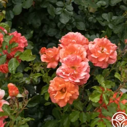 Heirloom Roses Above All™ New