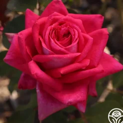 Heirloom Roses Acapella® Sale