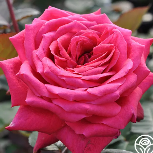 Heirloom Roses Acapella® Sale