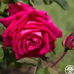 Heirloom Roses Acapella® Sale