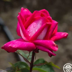 Heirloom Roses Acapella® Sale
