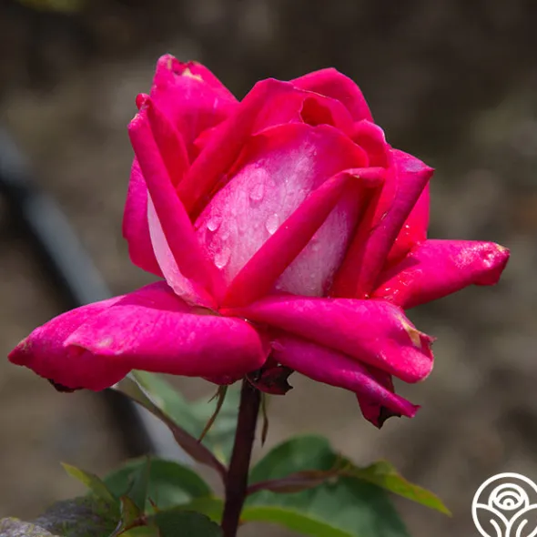 Heirloom Roses Acapella® Sale