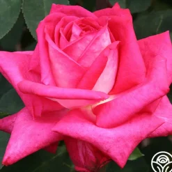 Heirloom Roses Acapella® Sale