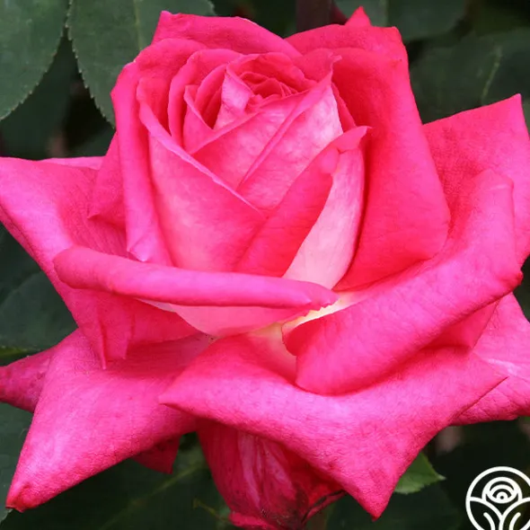 Heirloom Roses Acapella® Sale