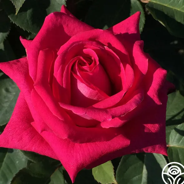 Heirloom Roses Acapella® Sale