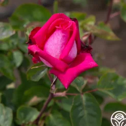 Heirloom Roses Acapella® Sale