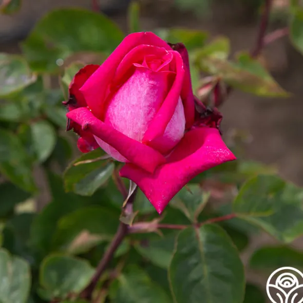 Heirloom Roses Acapella® Sale