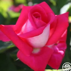 Heirloom Roses Acapella® Sale