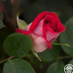 Heirloom Roses Acapella® Sale