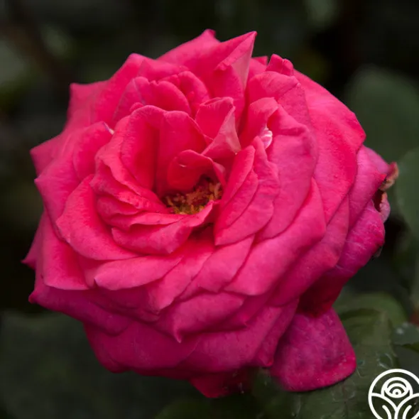 Heirloom Roses Acapella® Sale
