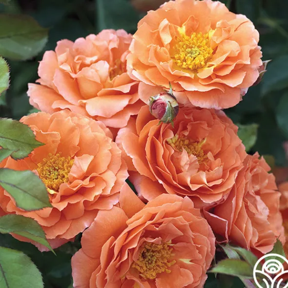 Heirloom Roses Adobe Sunrise™ Online