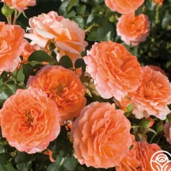 Heirloom Roses Adobe Sunrise™ Online