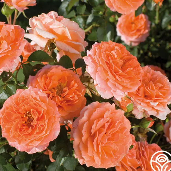 Heirloom Roses Adobe Sunrise™ Online