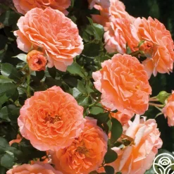 Heirloom Roses Adobe Sunrise™ Online
