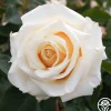 Heirloom Roses Adriana Sale