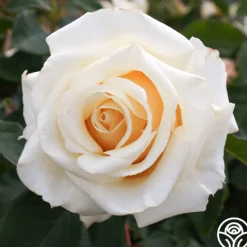 Heirloom Roses Adriana Sale
