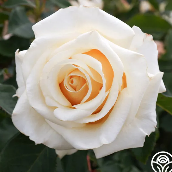 Heirloom Roses Adriana Sale
